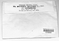 Daedalea quercina image